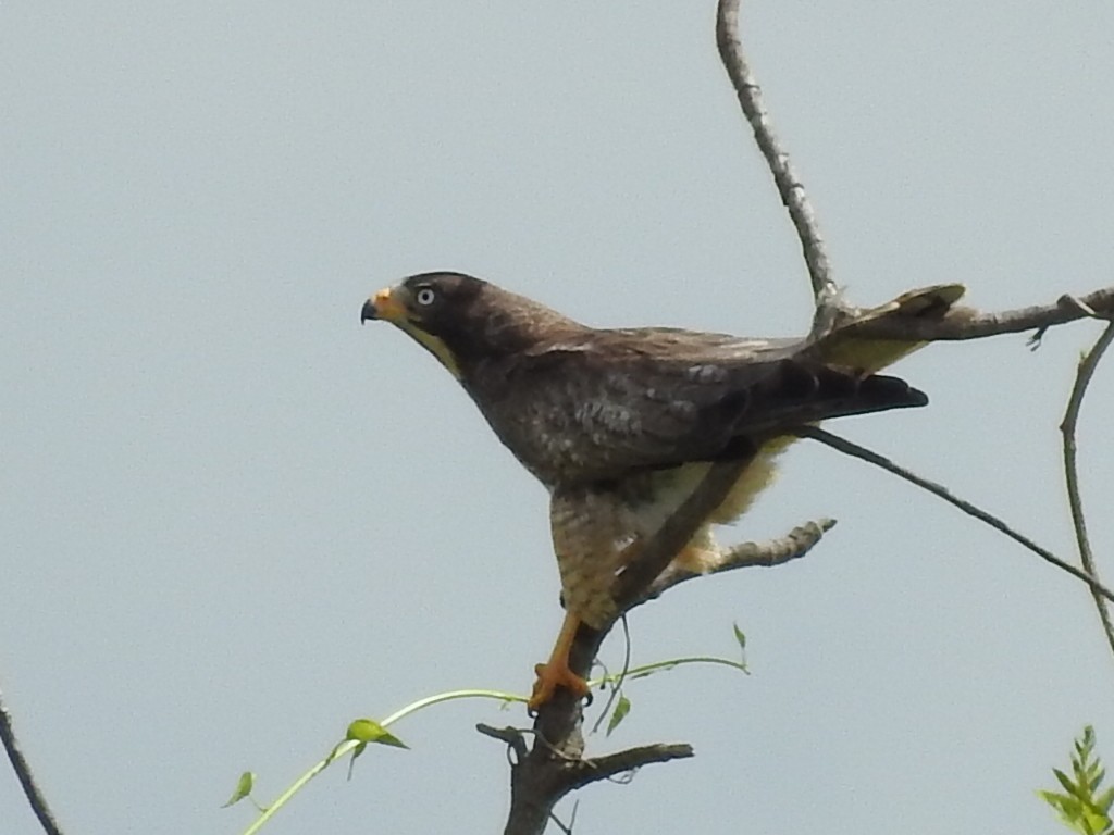 White-eyed Buzzard - RAVEESHA H N
