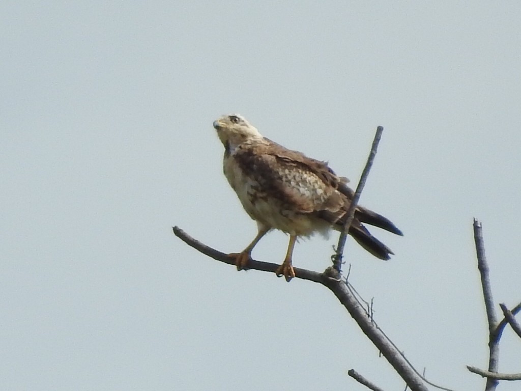 White-eyed Buzzard - ML608928932