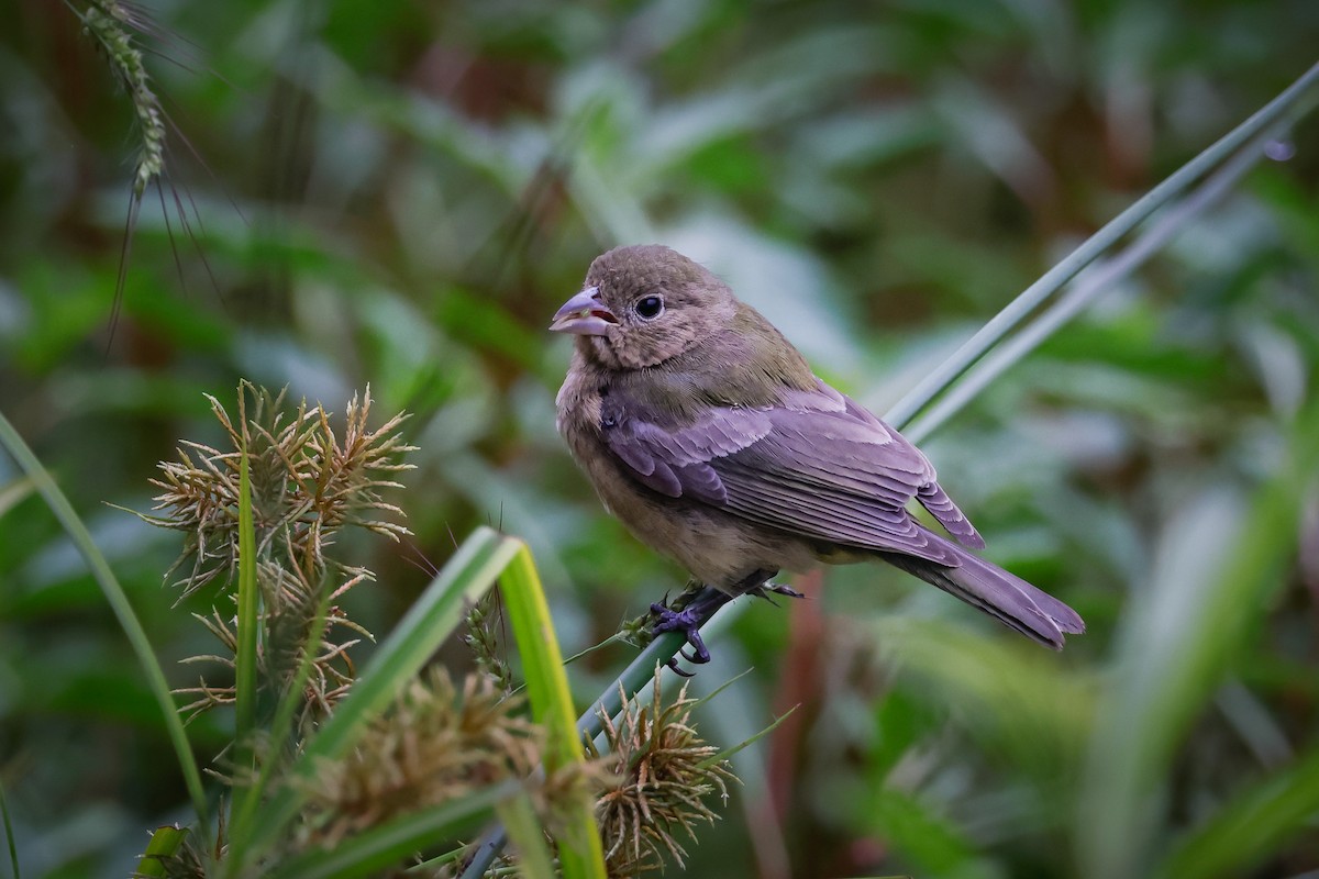 Painted Bunting - Jill Dale