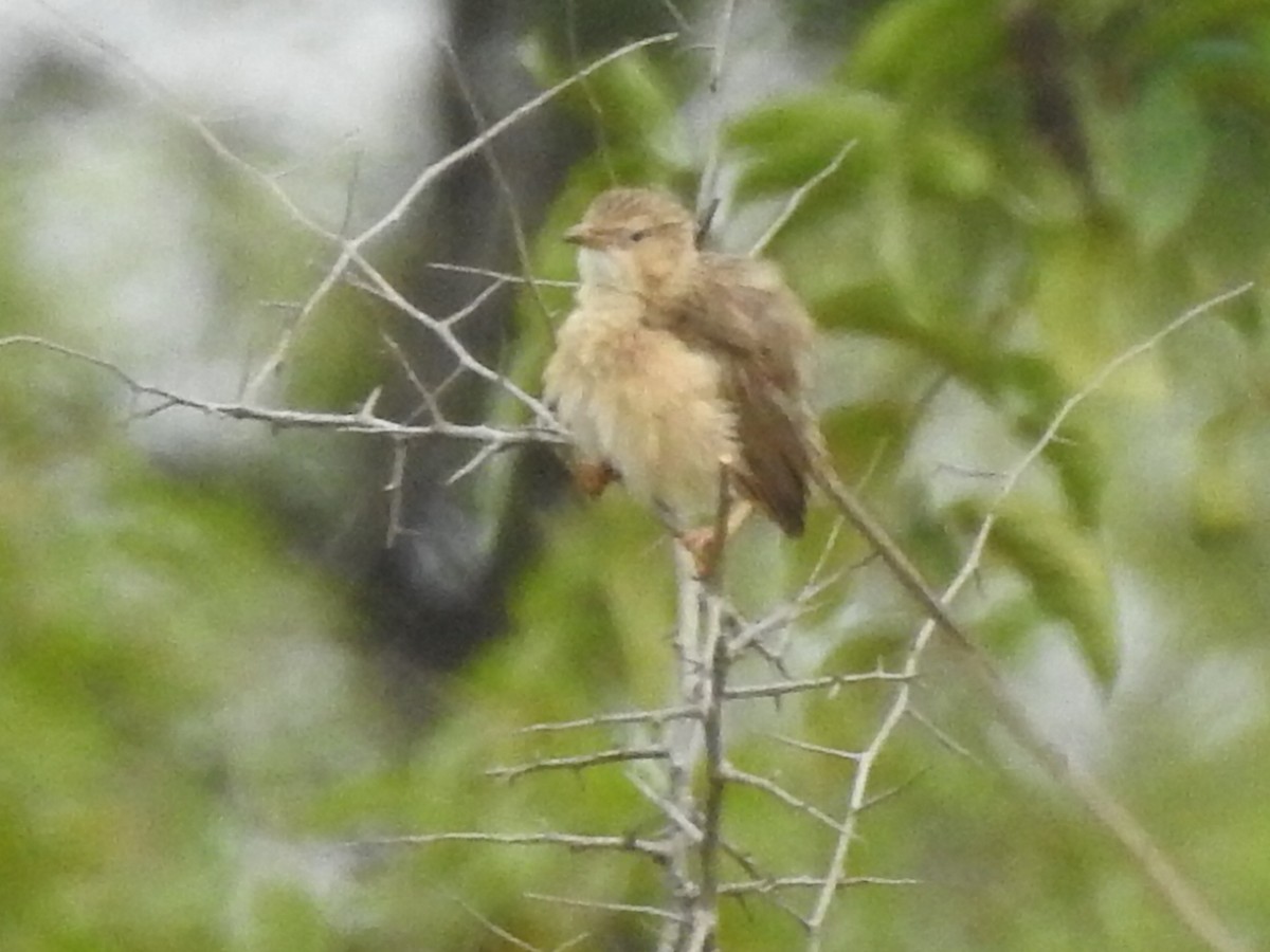 Common Babbler - ML608928982