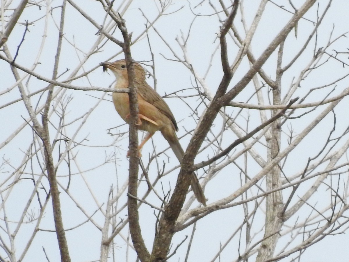 Common Babbler - ML608928984