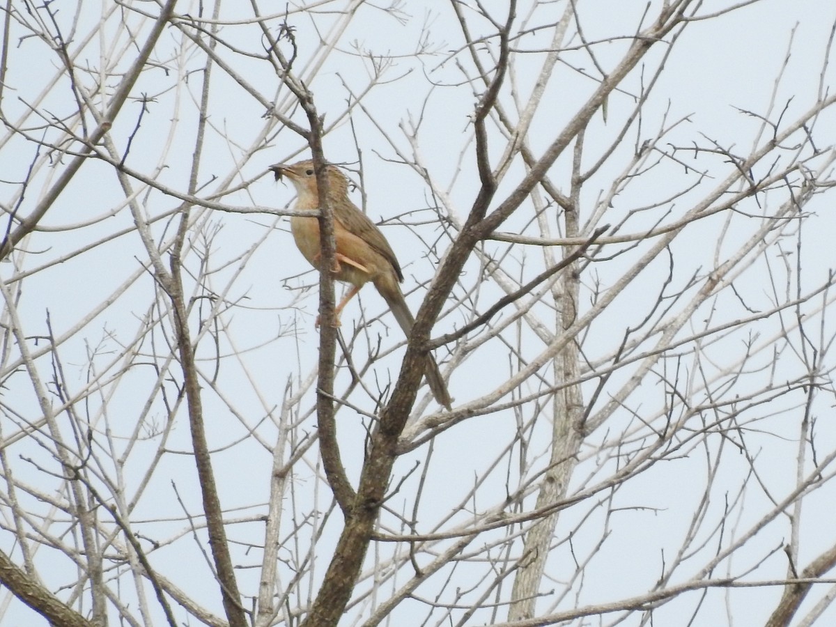 Common Babbler - ML608928985