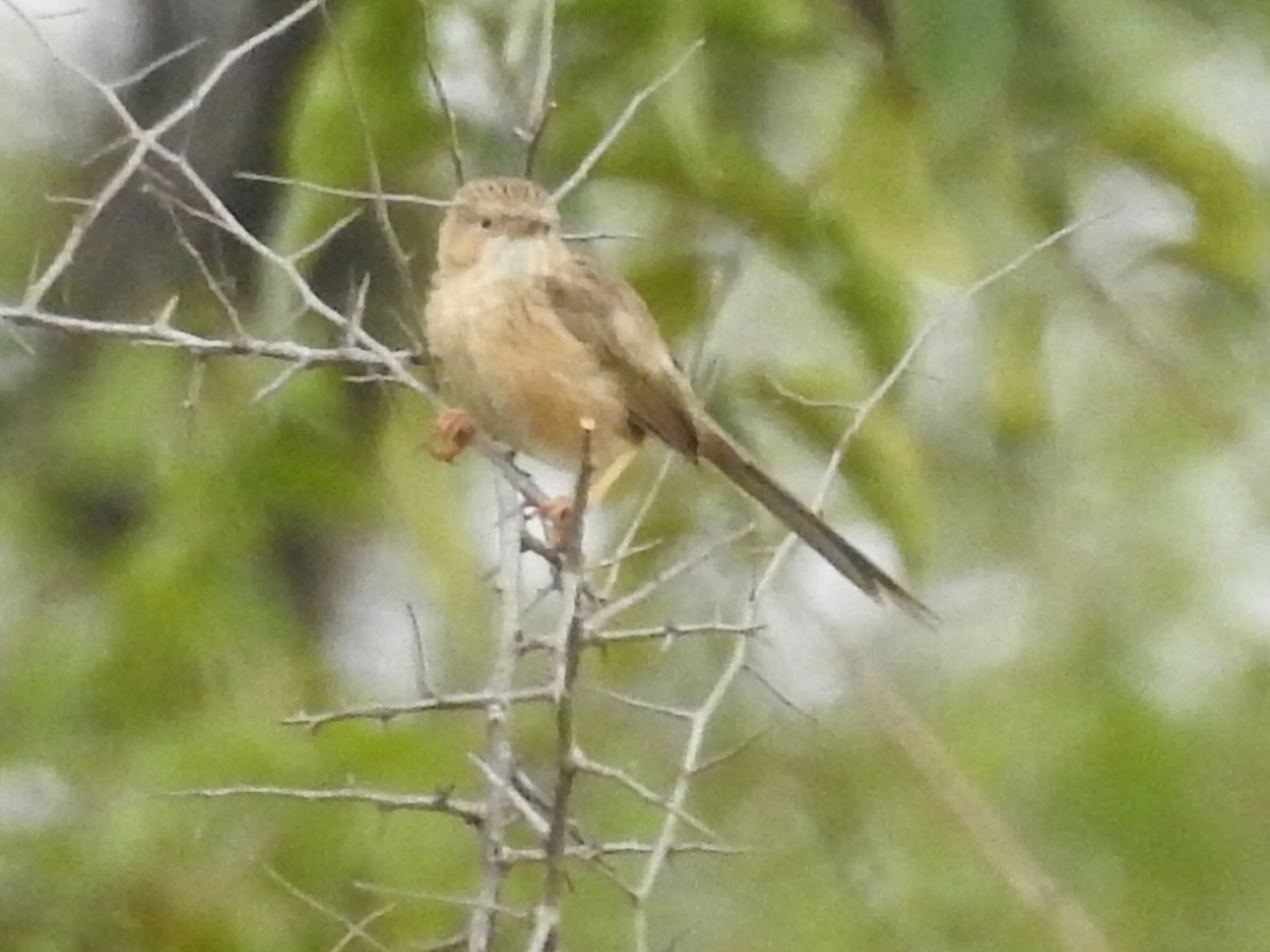 Common Babbler - ML608928987