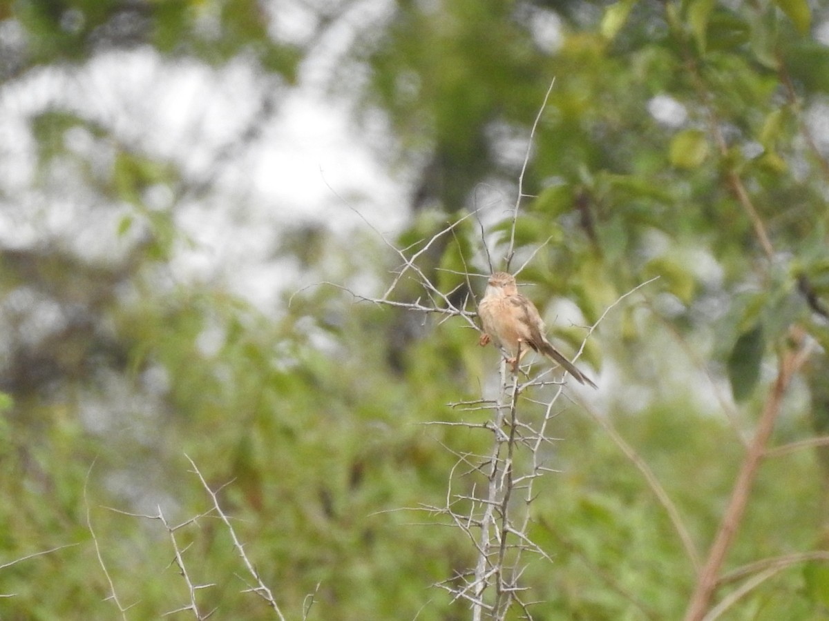 Common Babbler - RAVEESHA H N