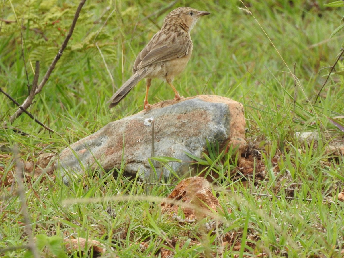 Common Babbler - RAVEESHA H N