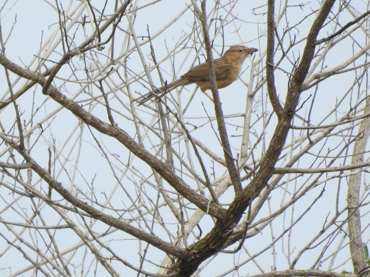 Common Babbler - ML608928994