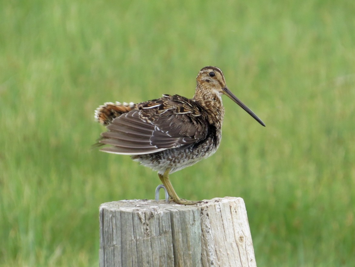 Wilson's Snipe - ML60892901