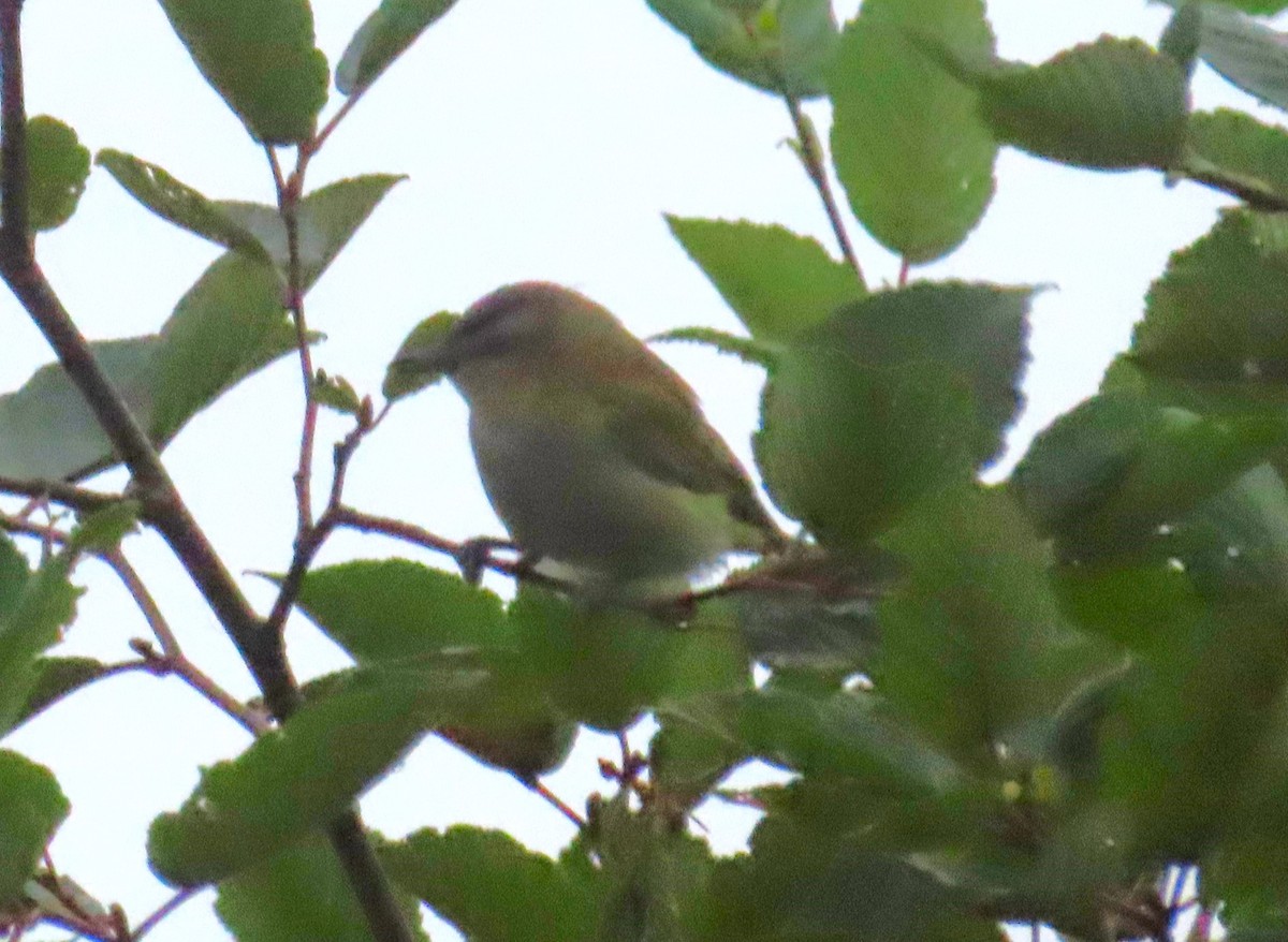 Red-eyed Vireo - ML608929024