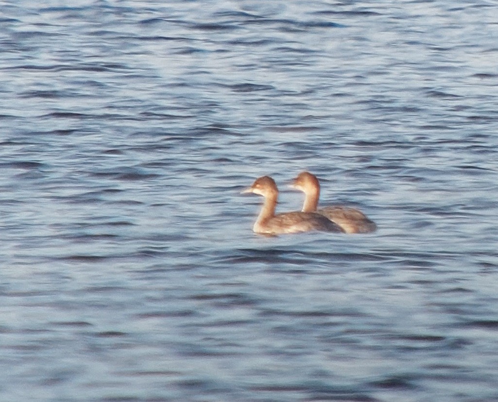 Eared Grebe - ML608929139