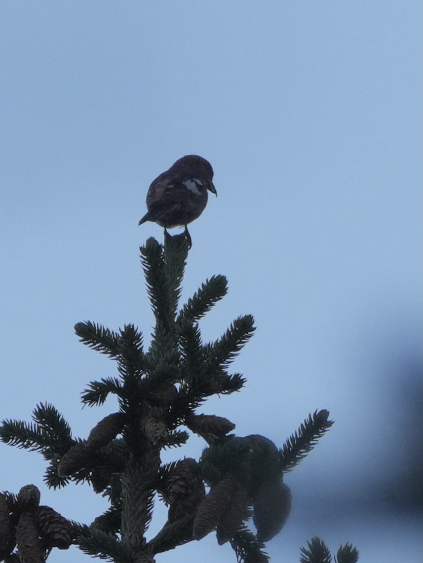 White-winged Crossbill - ML608929170