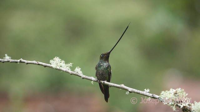 Schwertschnabelkolibri - ML608929171