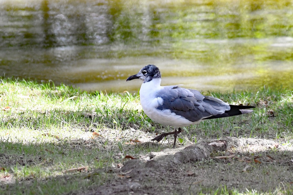 Laughing Gull - ML608929203