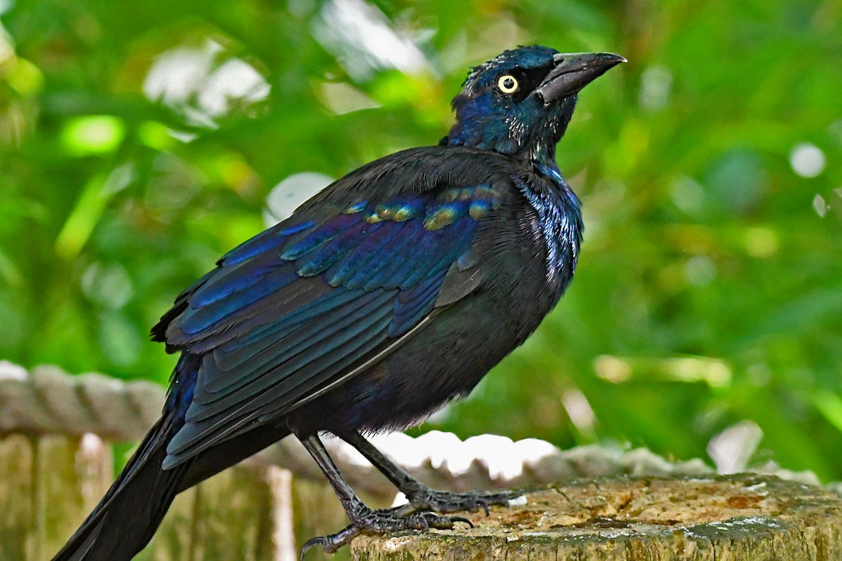 Common Grackle - Paul Nale