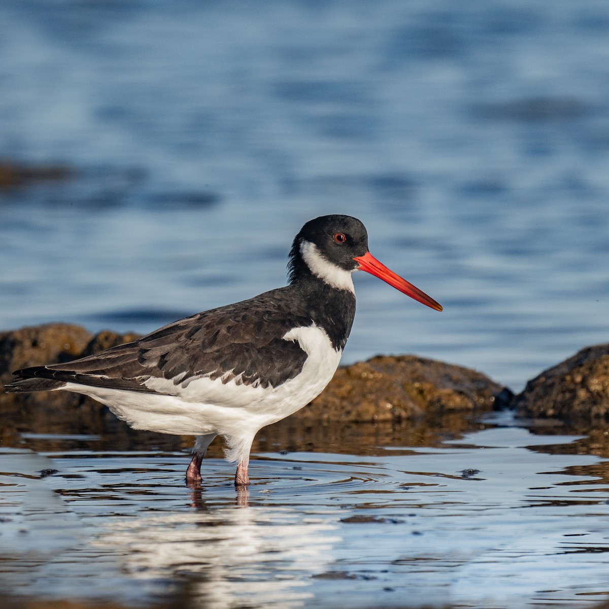 Austernfischer - ML608929249