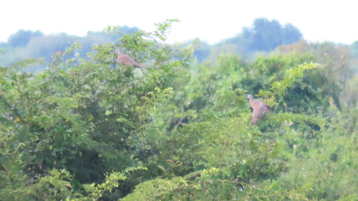 Spotted Dove - ML608929260