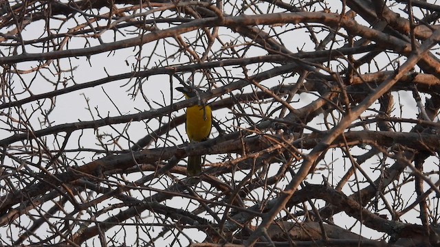 Gray-headed Bushshrike - ML608929262