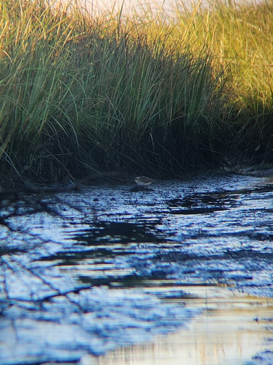 Charadriiformes, unbestimmt - ML608929346