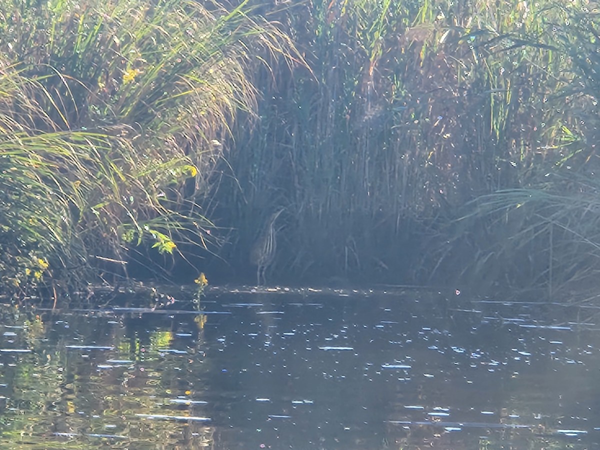 American Bittern - ML608929355