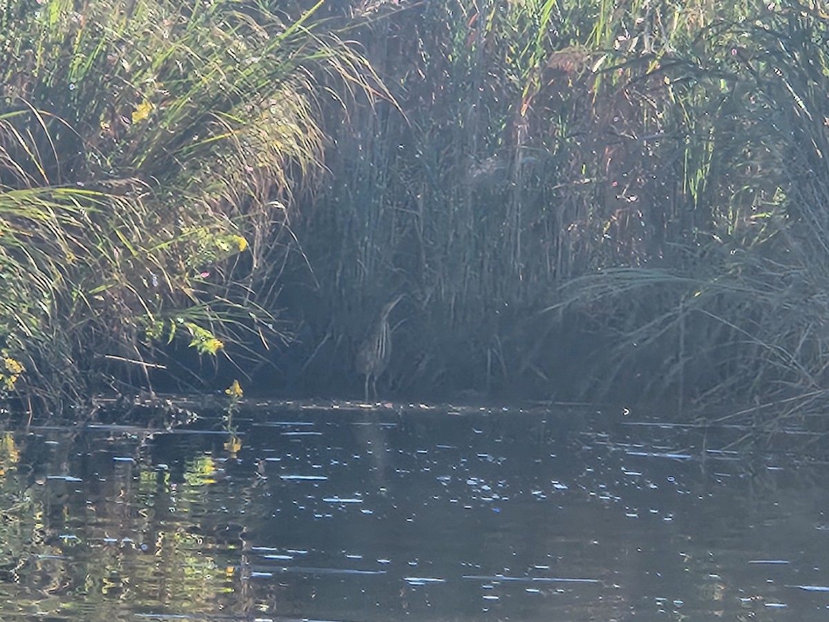 American Bittern - ML608929356