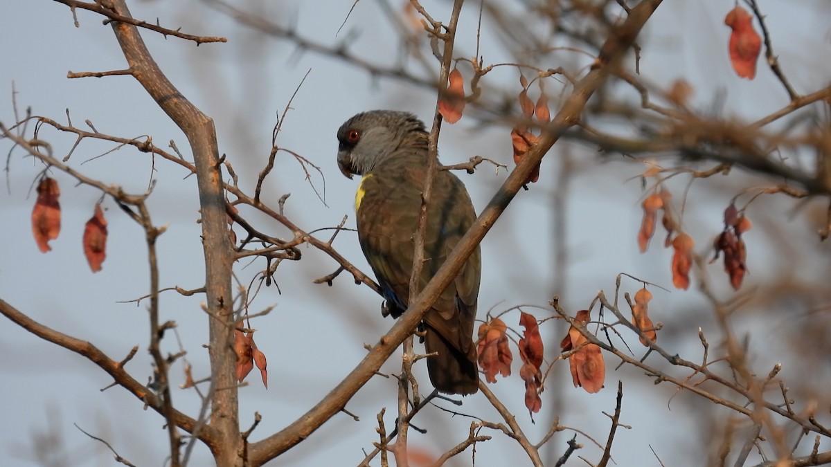 Rüppell's Parrot - ML608929582