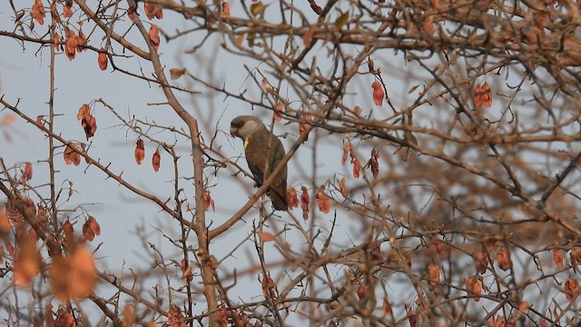 クロクモインコ - ML608929585