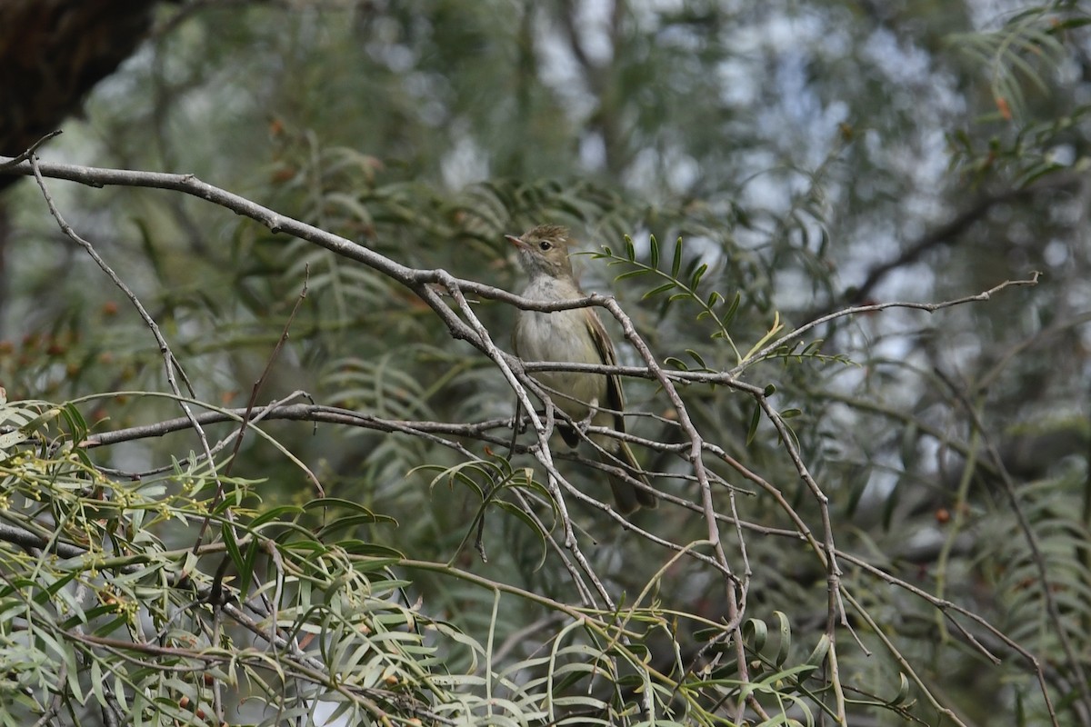 White-crested Elaenia (Peruvian) - ML608929607