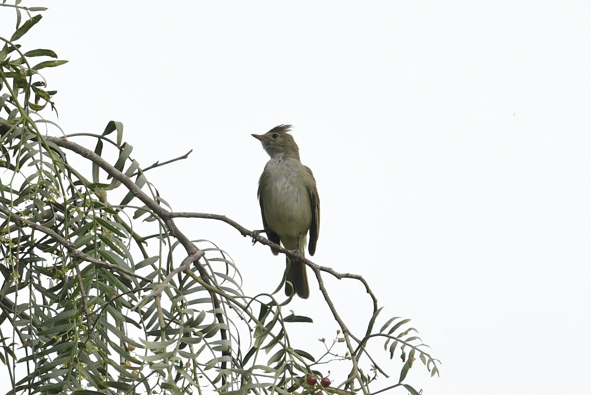 White-crested Elaenia (Peruvian) - ML608929608