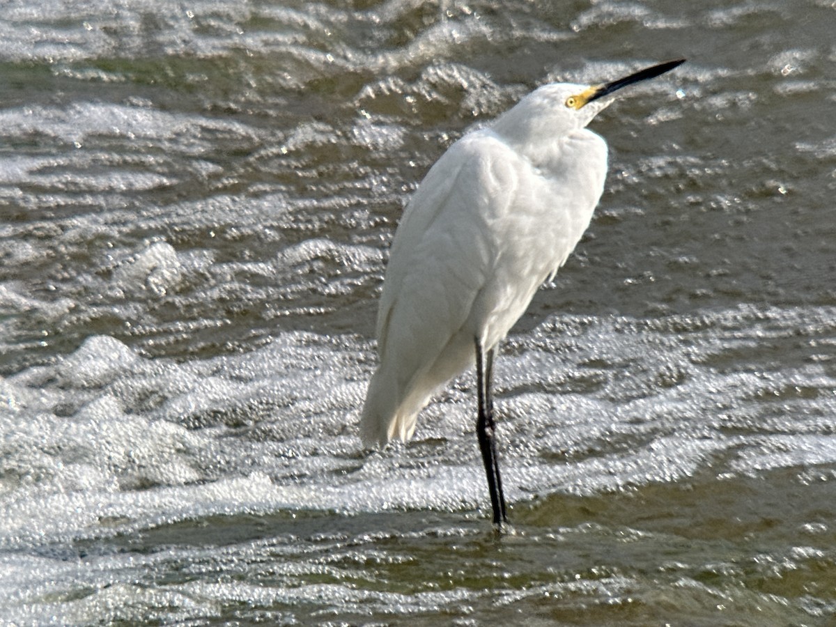 Snowy Egret - ML608929668