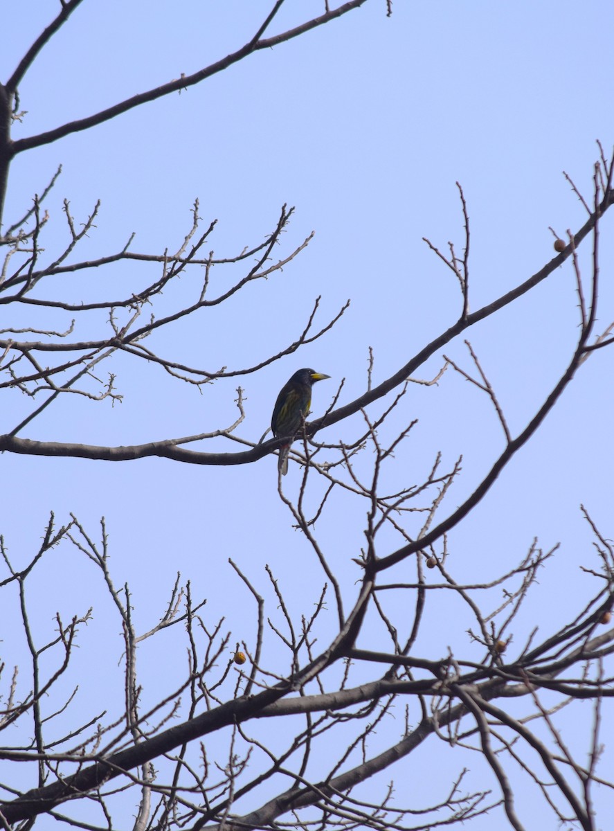 Great Barbet - ML608929676