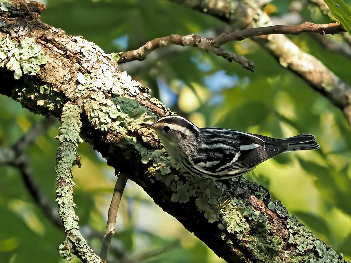Black-and-white Warbler - ML608929991