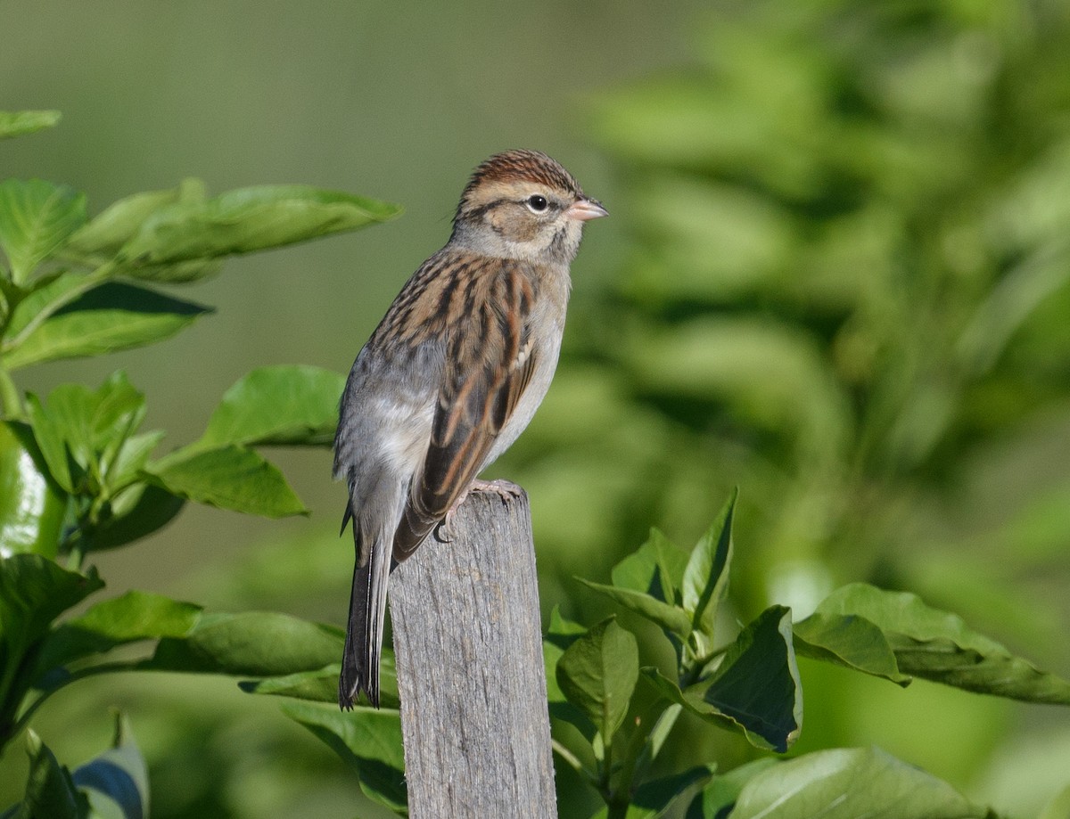 Chipping Sparrow - ML608930035