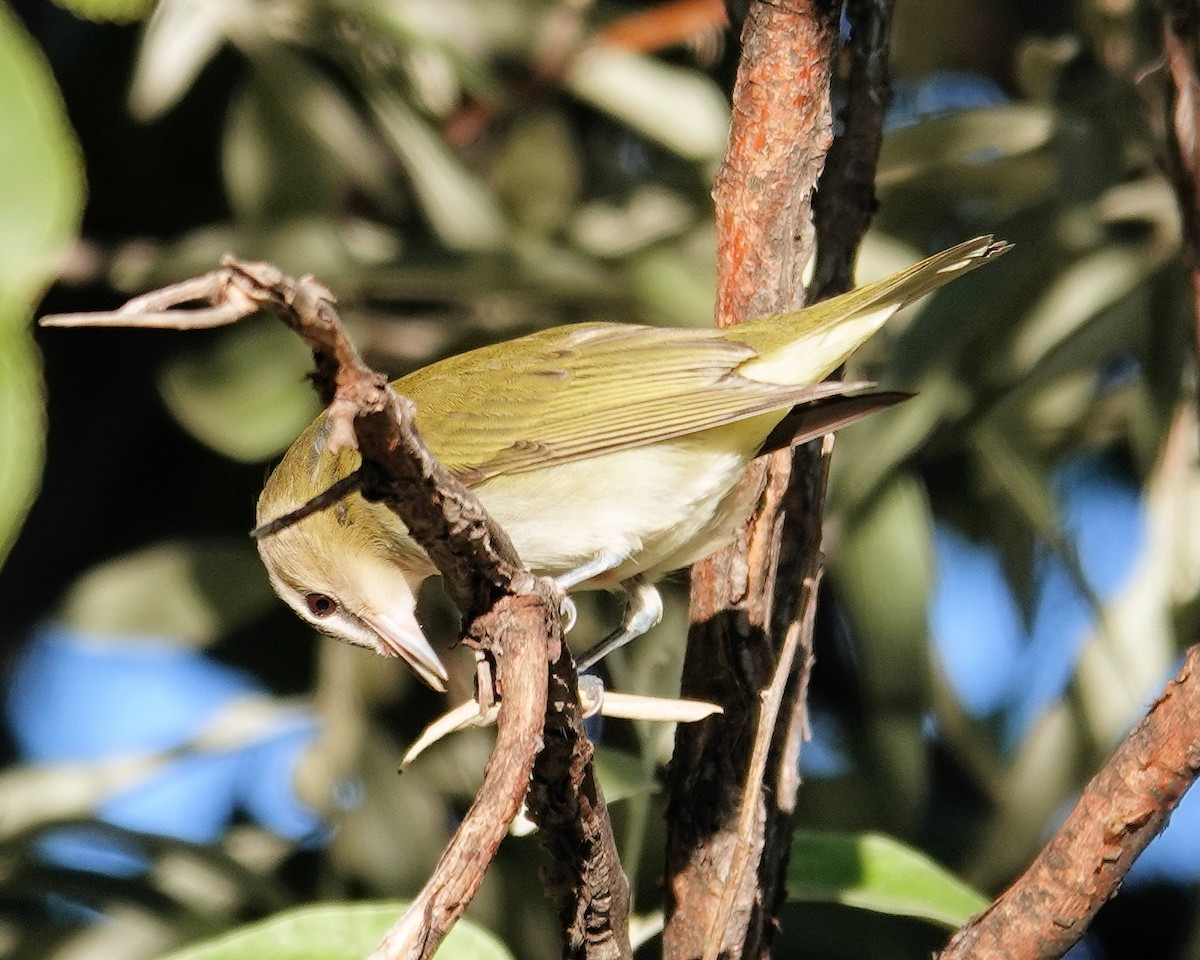 Red-eyed Vireo - ML608930108