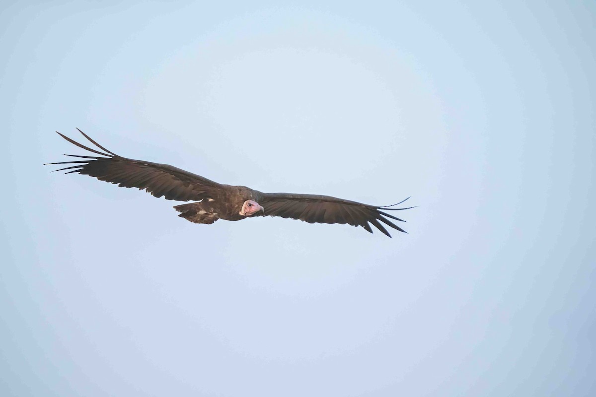 Hooded Vulture - ML608930110