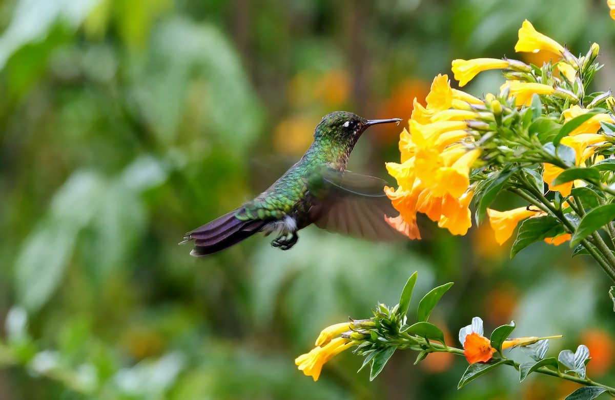 Tyrian Metaltail (smaragdinicollis) - Josep del Hoyo