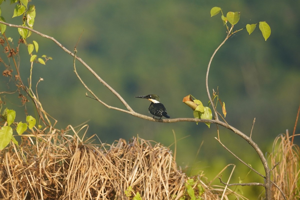 Green Kingfisher - Daniel Pinelli