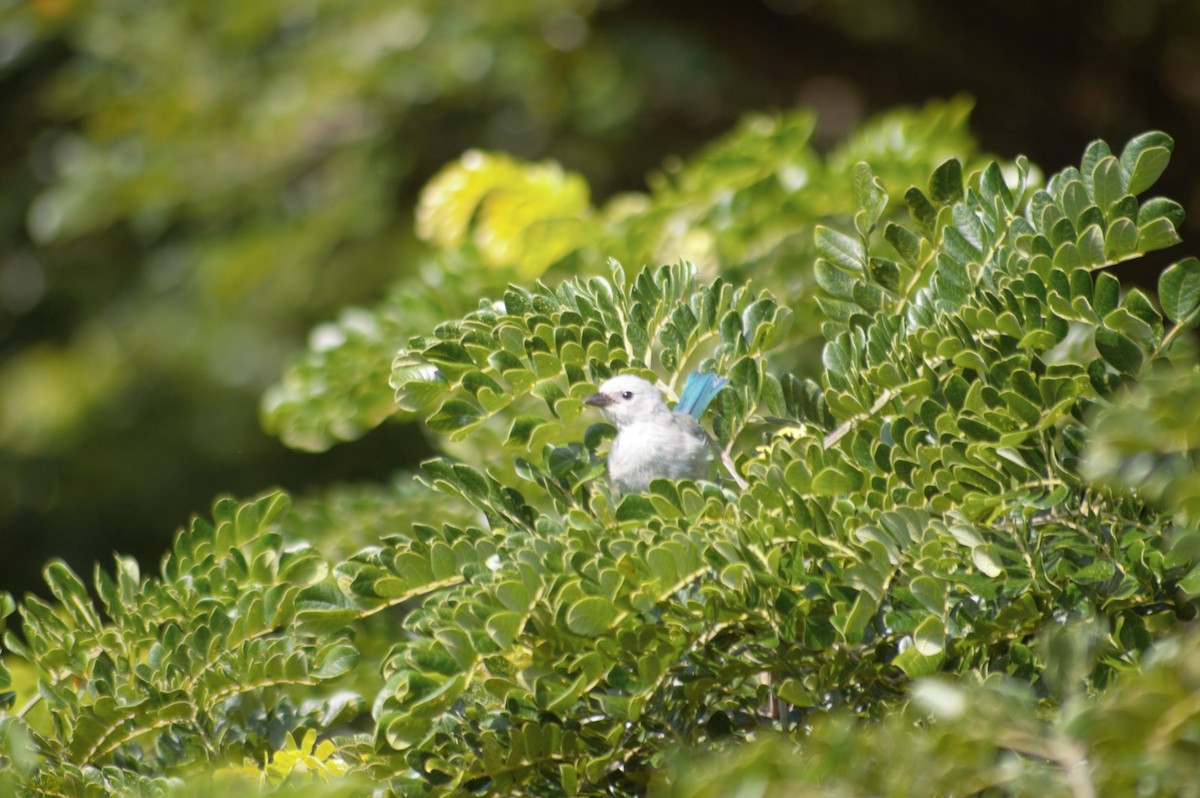 Blue-gray Tanager - ML608930344