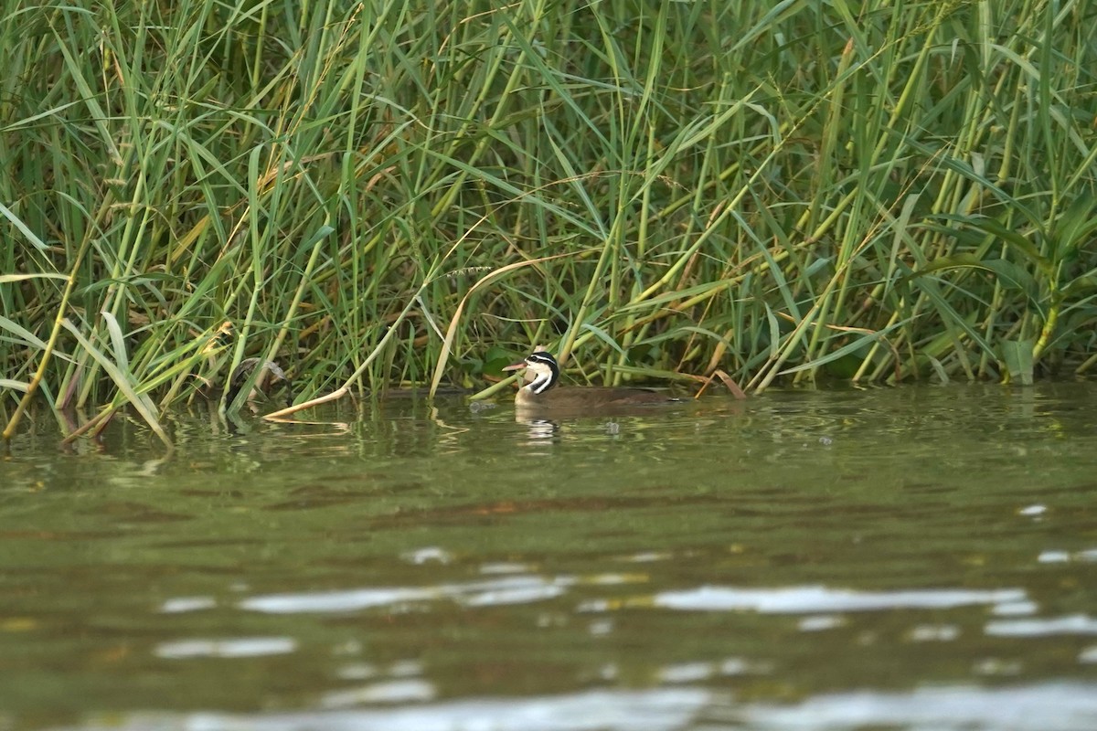 Sungrebe - Daniel Pinelli