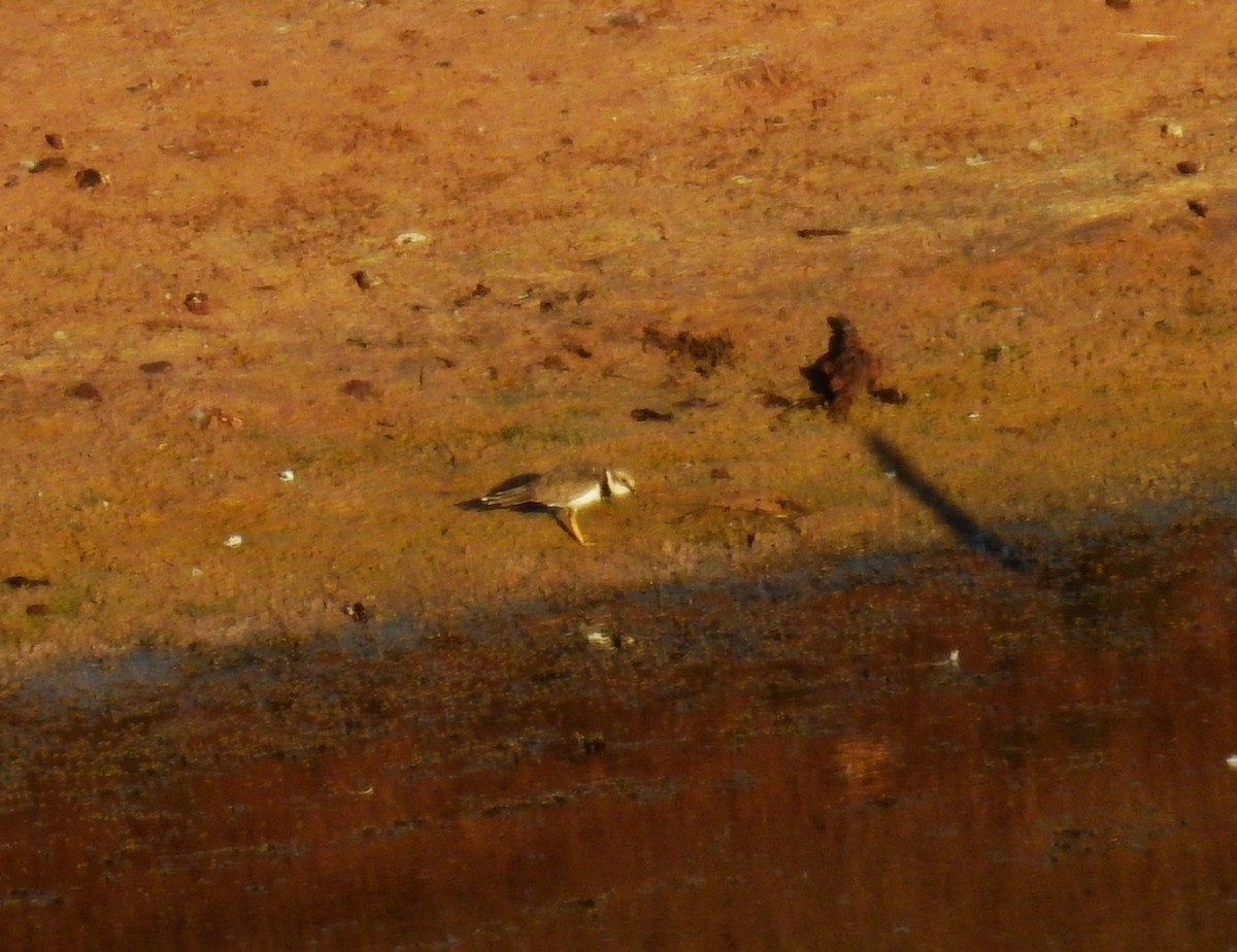 Little Ringed Plover - ML608930544