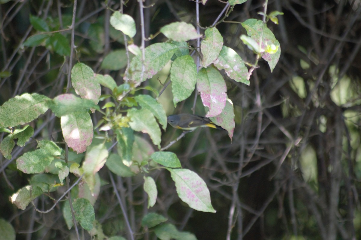 American Redstart - ML608930567