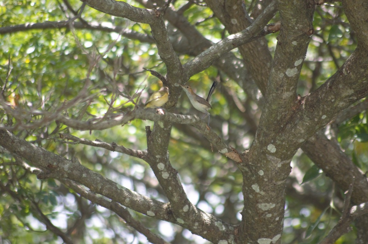 Long-billed Gnatwren - ML608930577