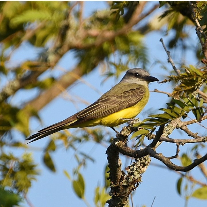 Tropical Kingbird - María Angélica Hüwel