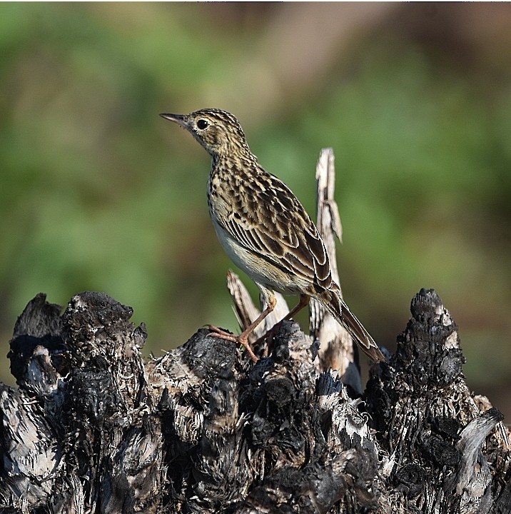 Yellowish Pipit - ML608930595