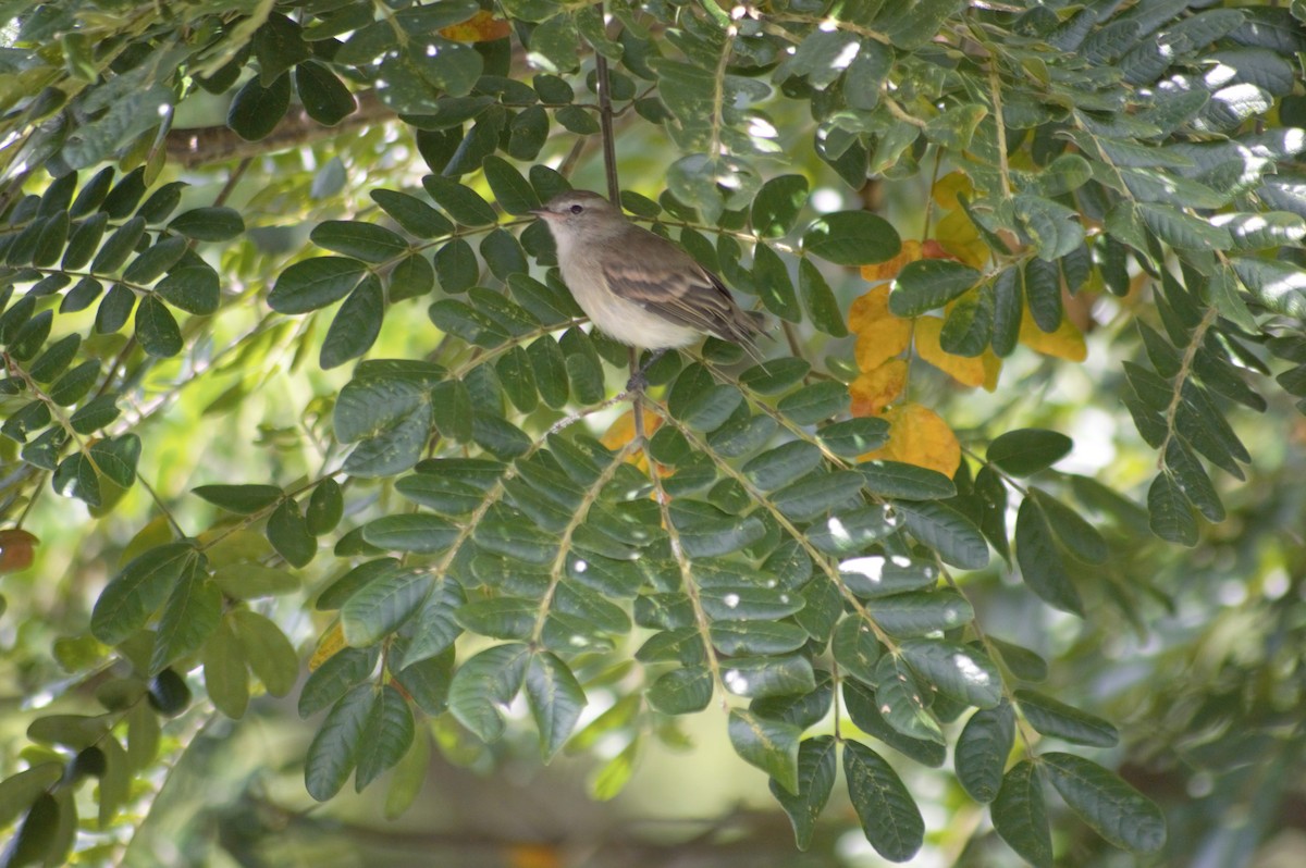 Mouse-colored Tyrannulet (Northern) - ML608930694