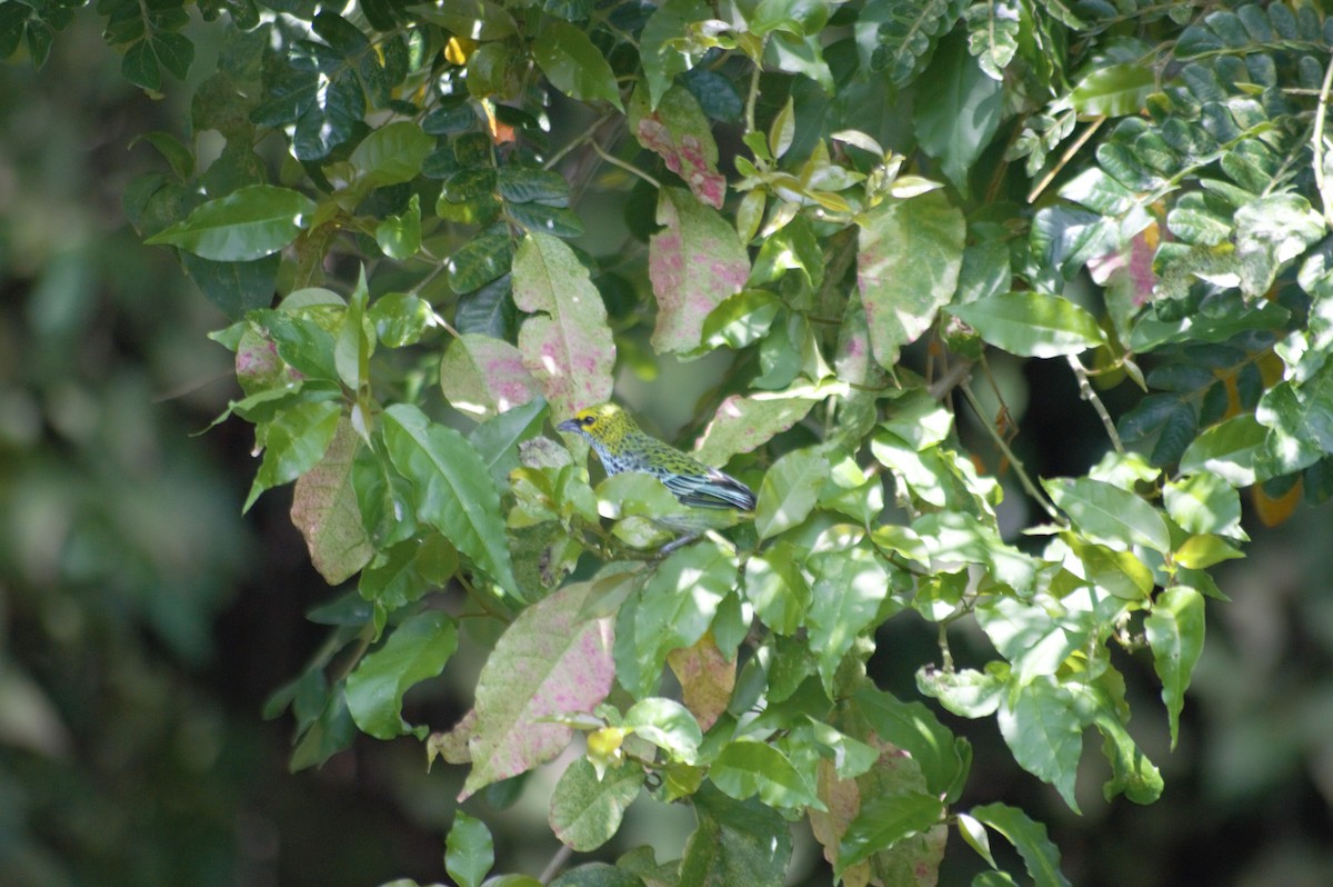 Speckled Tanager - ML608930708