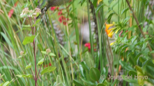 kolibřík dřišťálový (ssp. smaragdinicollis) - ML608930712