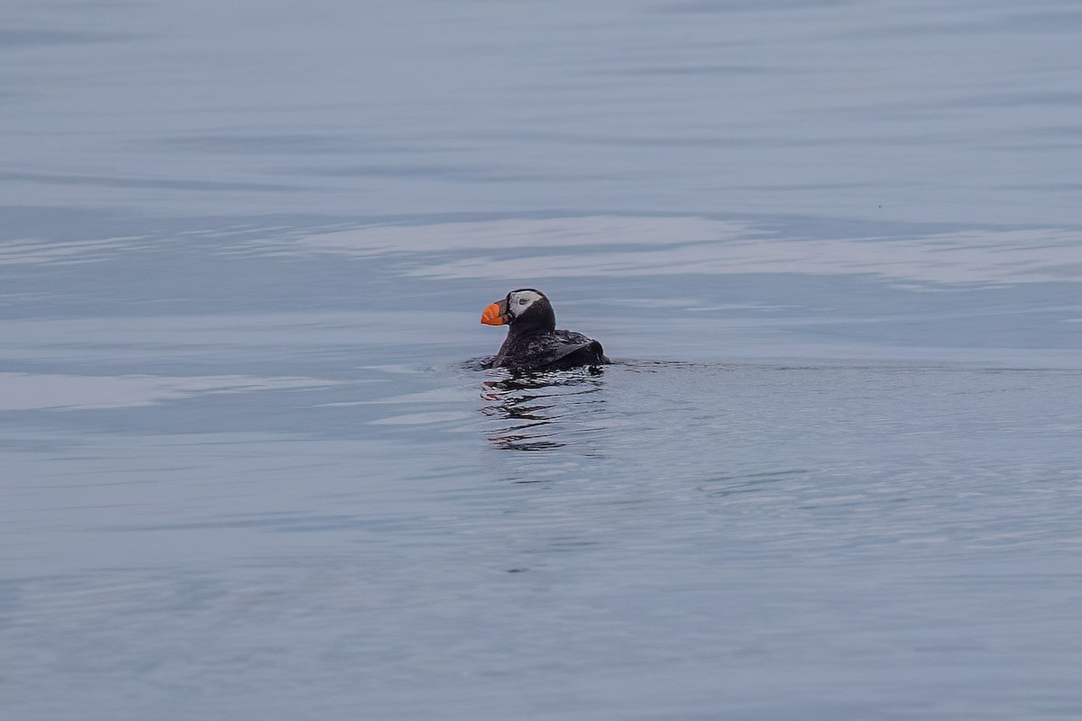 Tufted Puffin - ML608930727