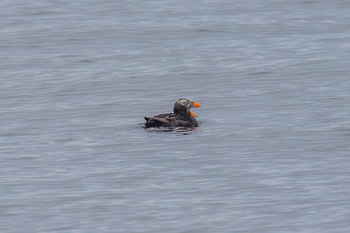 Tufted Puffin - ML608930728