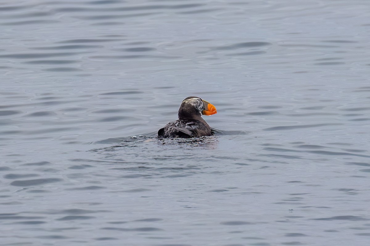 Tufted Puffin - ML608930730