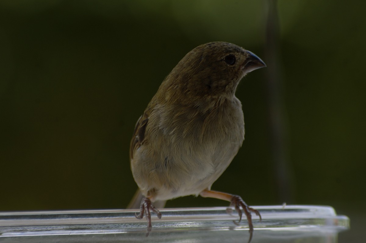 Black-faced Grassquit - ML608930771
