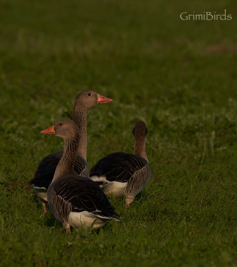 Graylag Goose - ML608930796